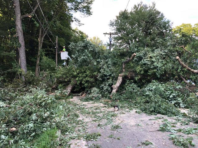 Southeastern Tree and Landscaping | taking down trees