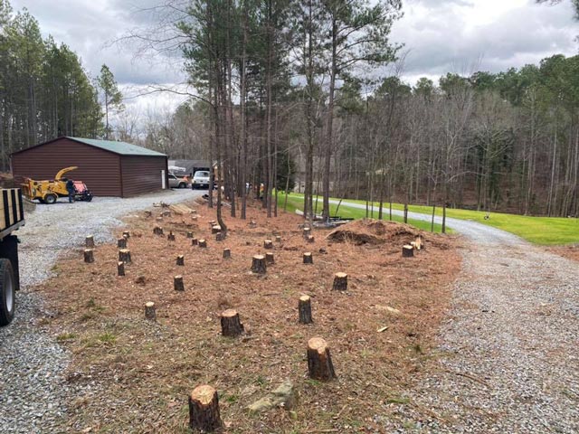 Southeastern Tree and Landscaping | taking down trees